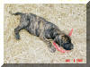 Great Dane Puppies , Great Danes for Sale , Great Dane Breeders